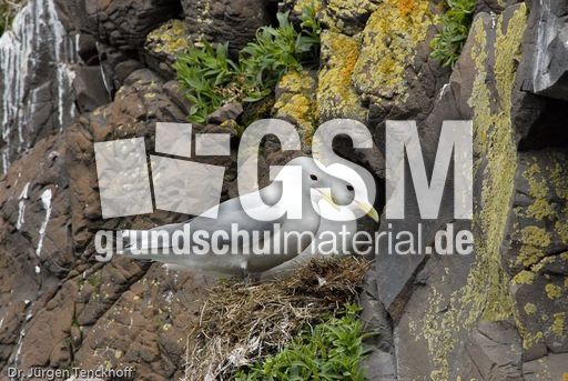 Dreizehenmöve (6 von 10).jpg